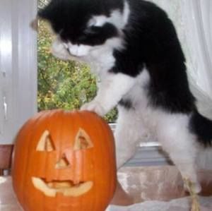 Meet your Posher, Wanda